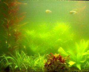 green water algee aquarium