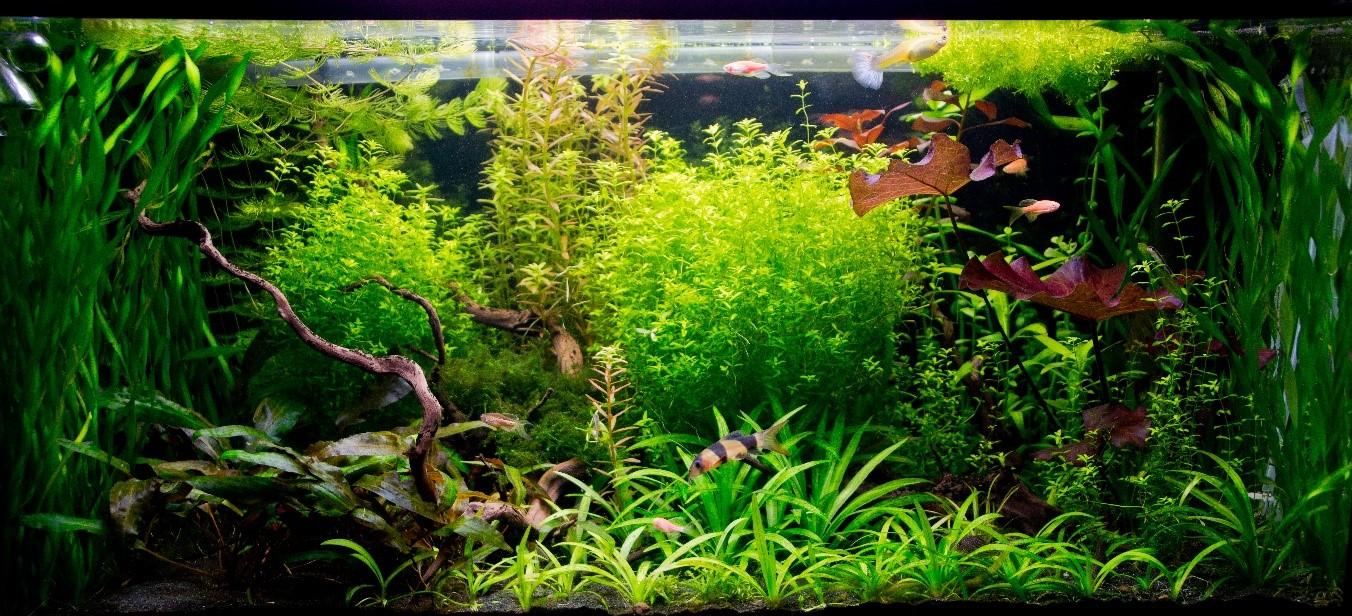 planted aquarium