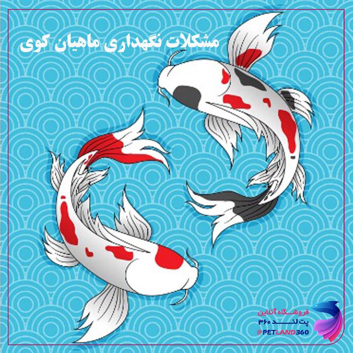 اصول نگهداری ماهی کوی
