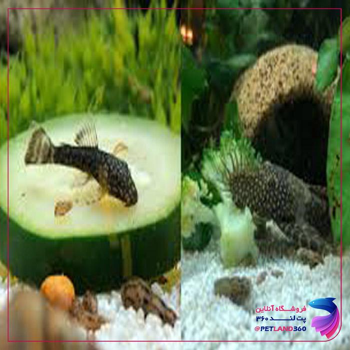 ماهی آکواریوم