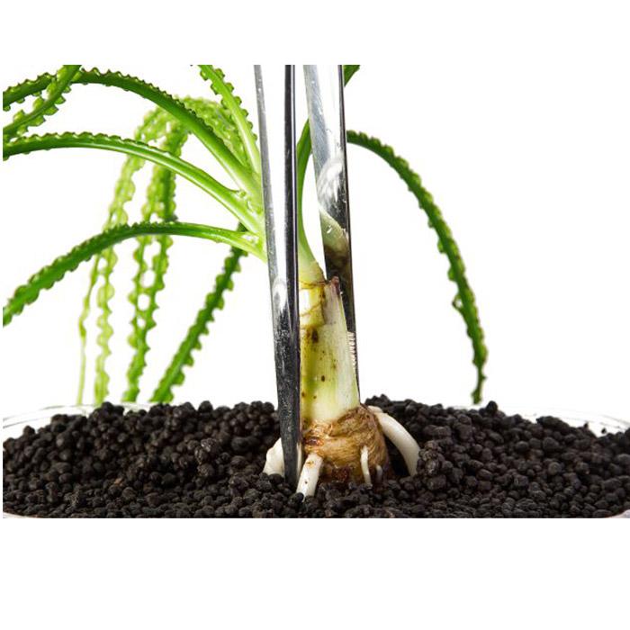 کاشت گیاهان آکواریوم