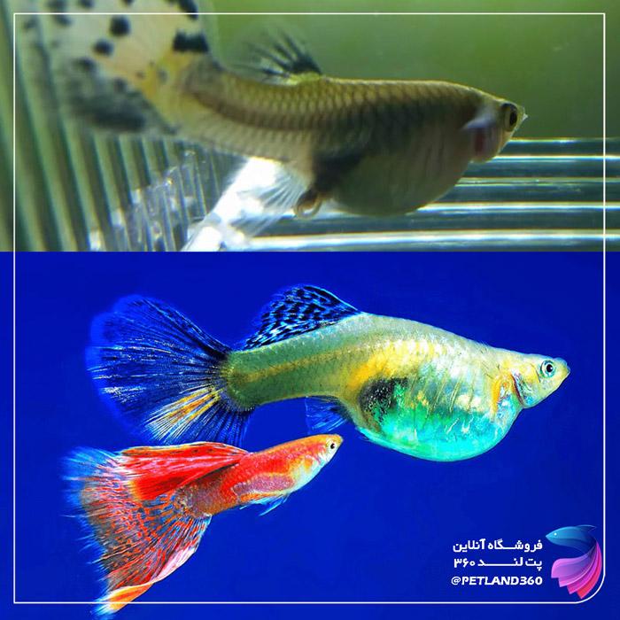 تکثیر ماهیان زنده زا