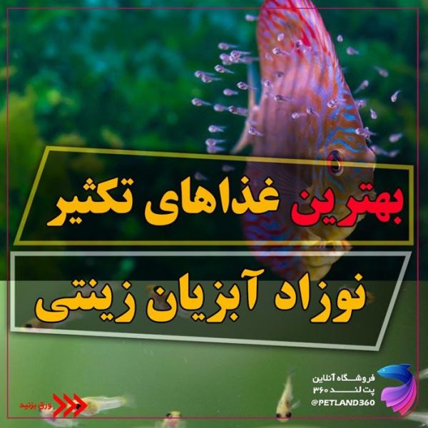 بهترین غذای بچه ماهی کدام است؟