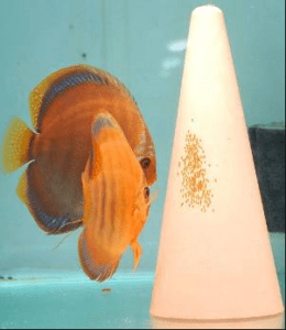 breed discus fish