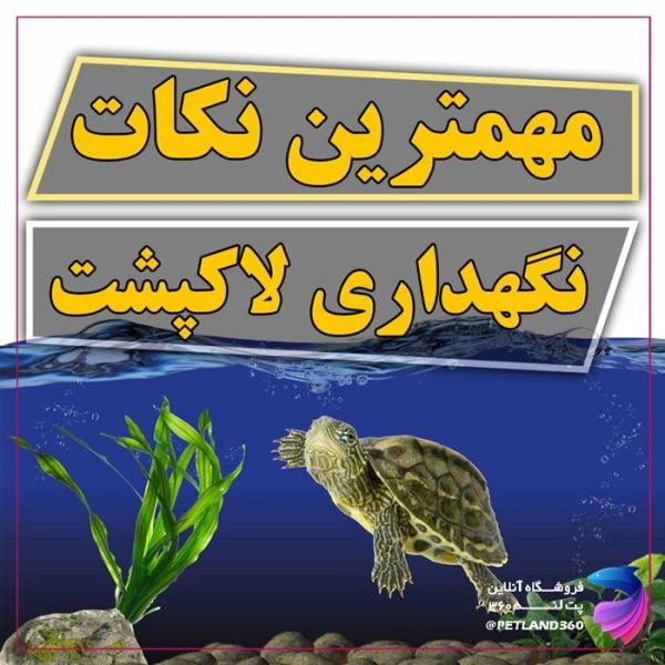 نگهداری لاکپشت در آکواریوم