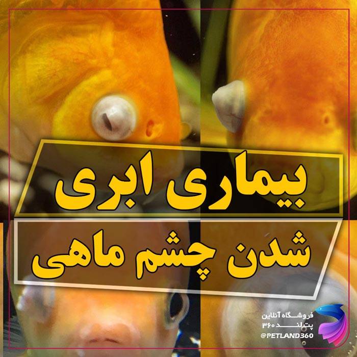 بیماری ابری شدن چشم ماهی