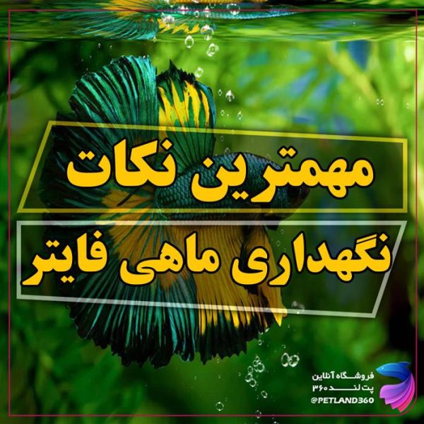 نگهداری فایتر