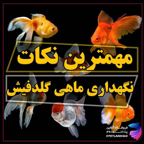 شرایط نگهداری و تغذیه ماهی گلدفیش