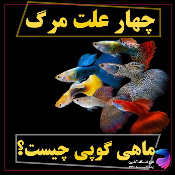 علل مرگ و میر در ماهی گوپی و راهکارهای جلوگیری از آن