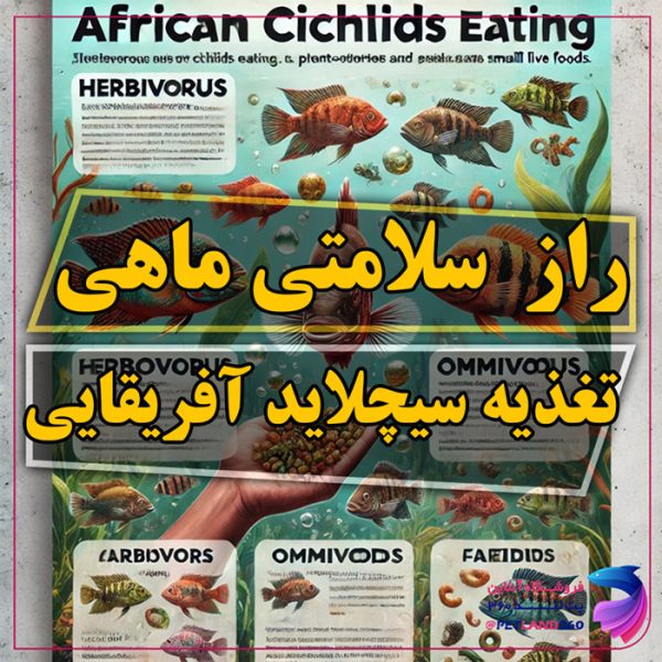 غذای سیچلاید آفریقایی