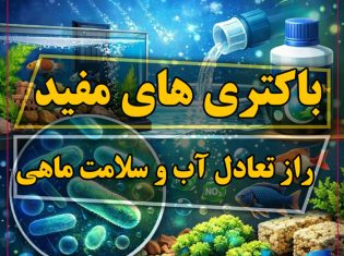 باکتری های مفید آکواریوم